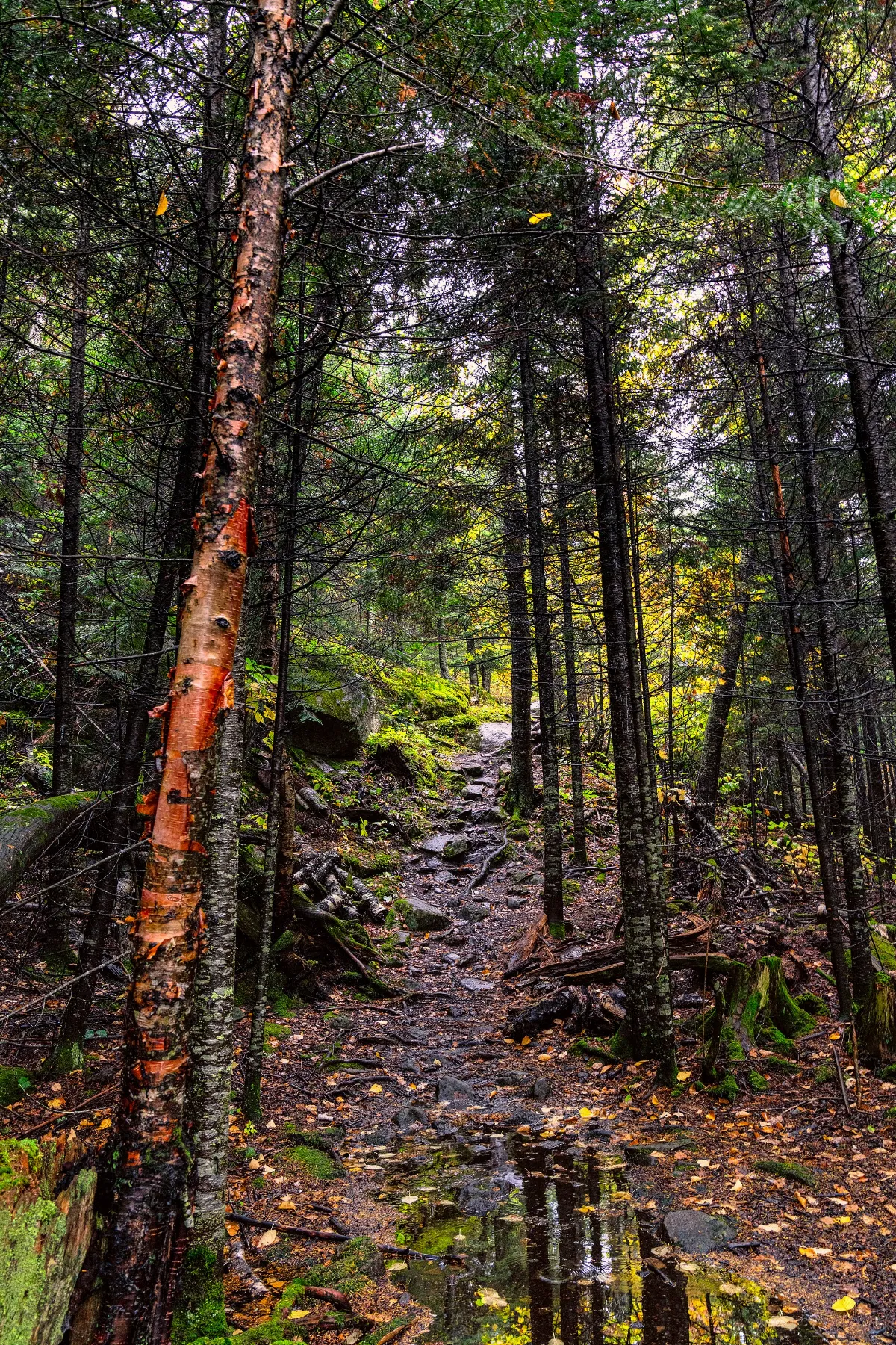 Superior Hiking Trail, Minnesota (48859156473)