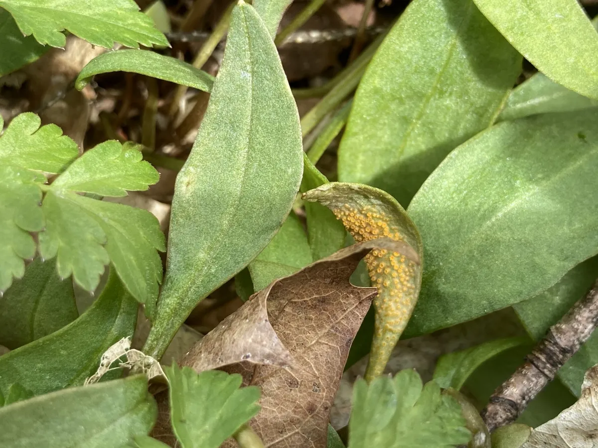 Puccinia mariae-wilsoniae 71856449