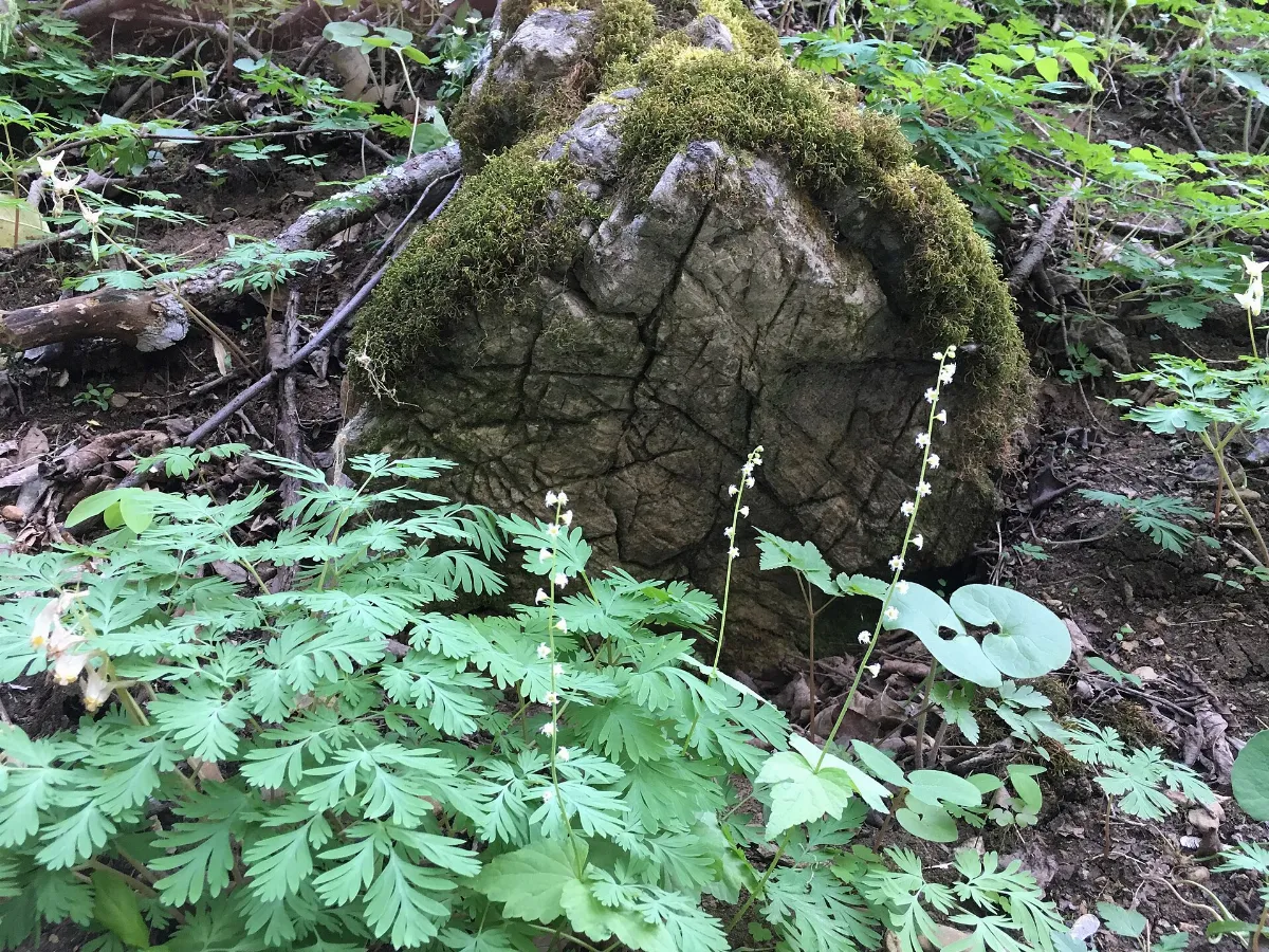 Natural Bridge spring 2016 (27545658490)