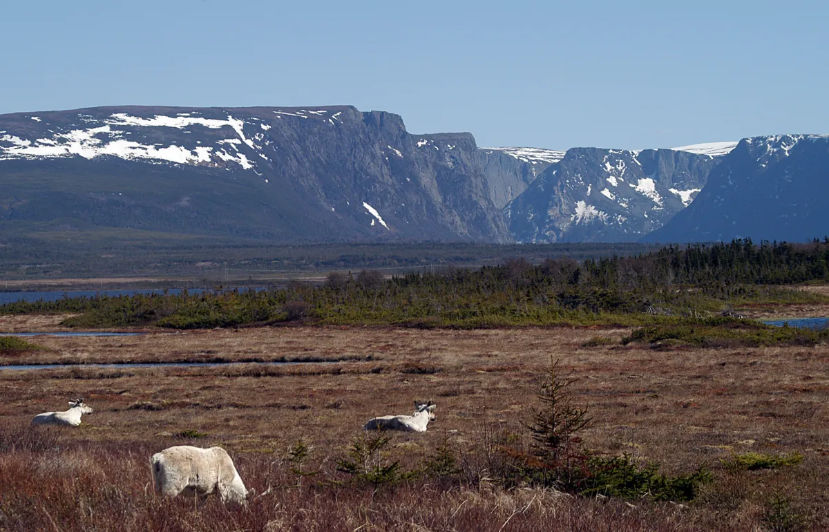 The Viking Trail
