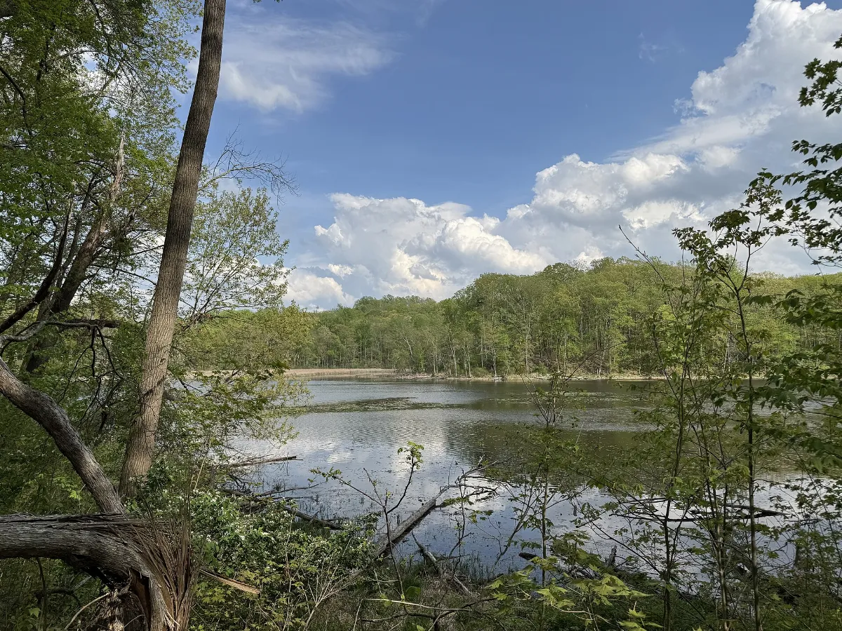 View of Muckshaw Ponds 01