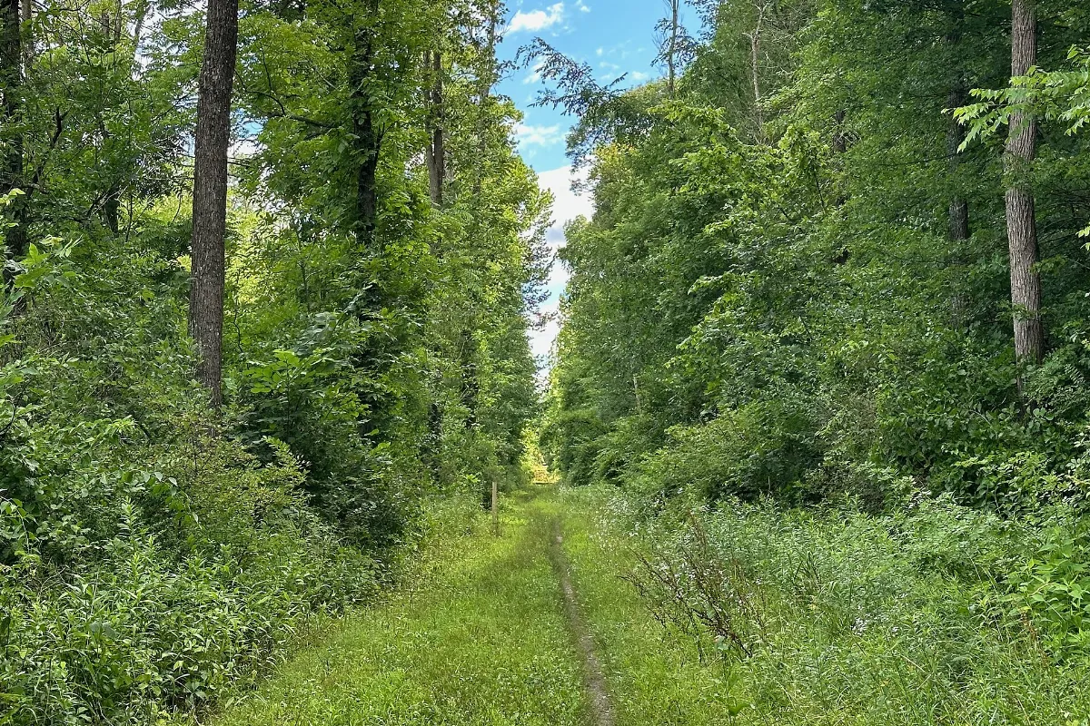 Great Valley Trail, Hampton Township, NJ - July 1, 2024