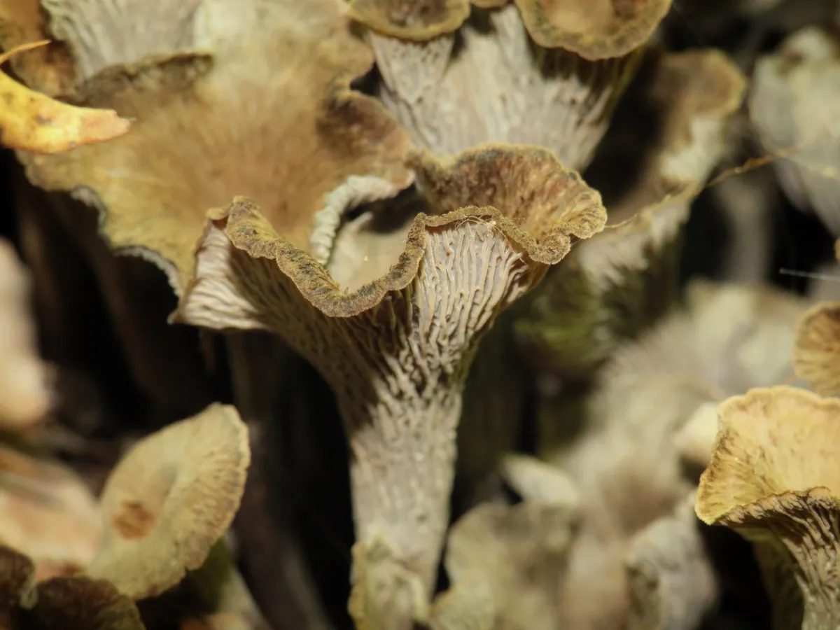 Craterellus foetidus 95072345