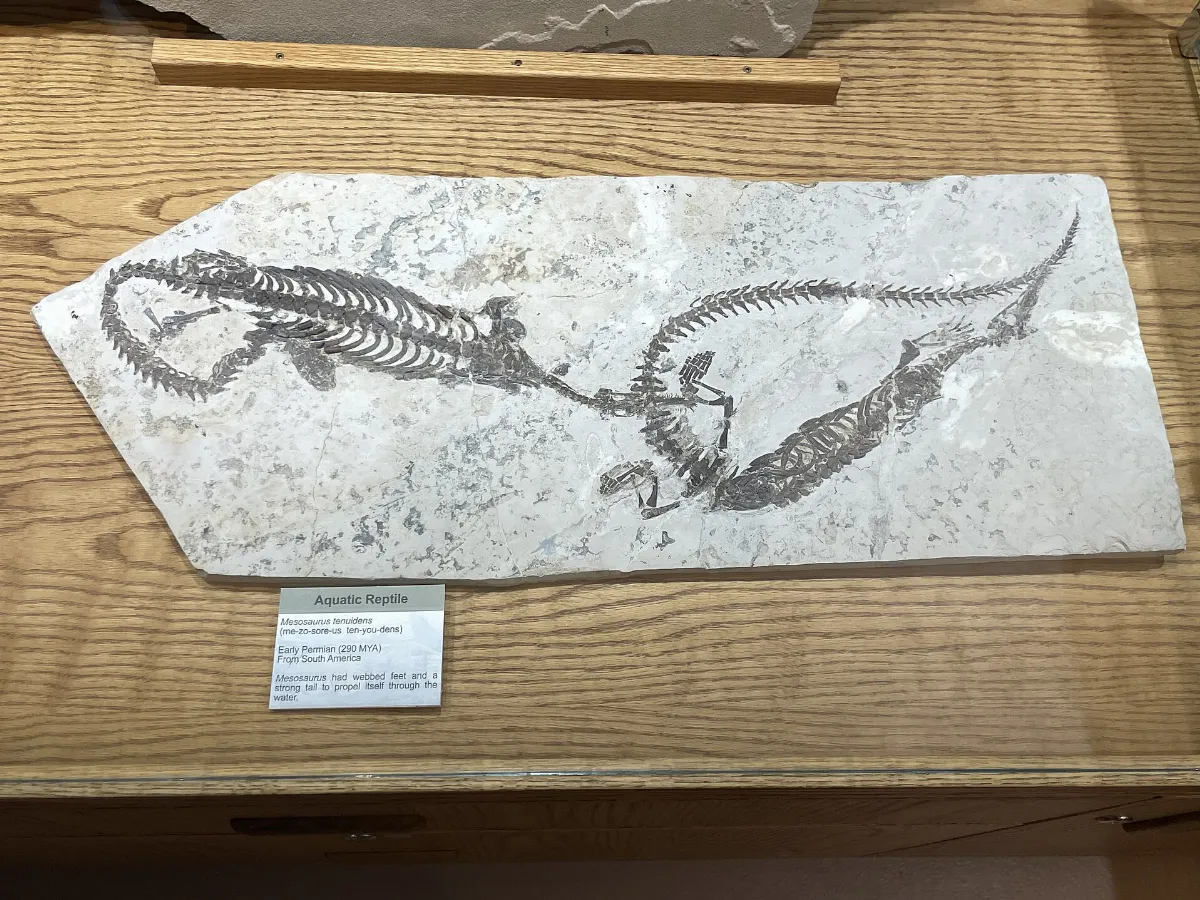 WDC - Mesosaurus tenuidens