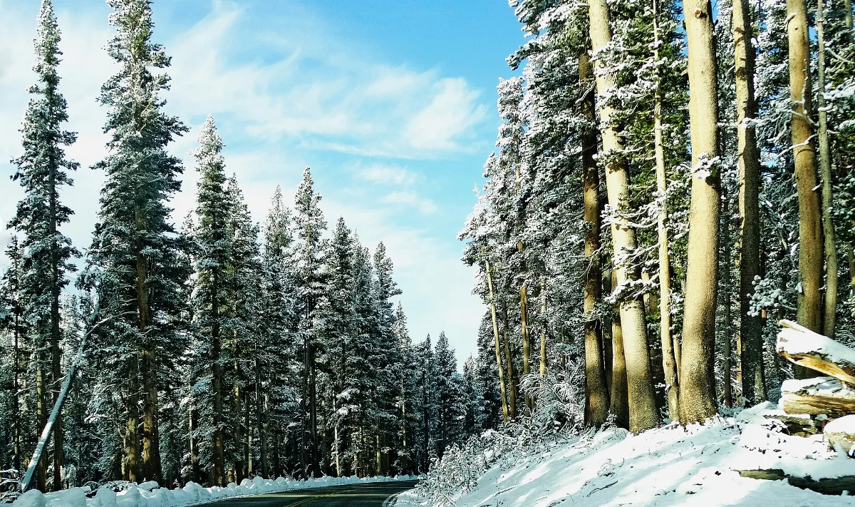 What's around the bend, Tioga Pass Road, Yosemite,5-20-15a (18342254794)
