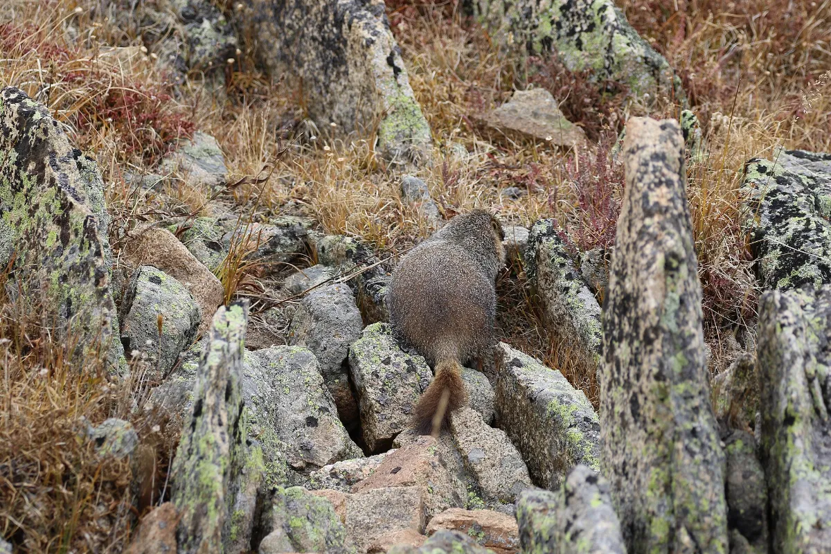 Marmota flaviventris (29820258141)