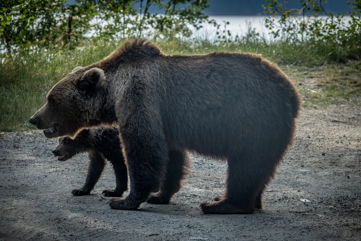 Brown bears on Transfăgărășan roadside