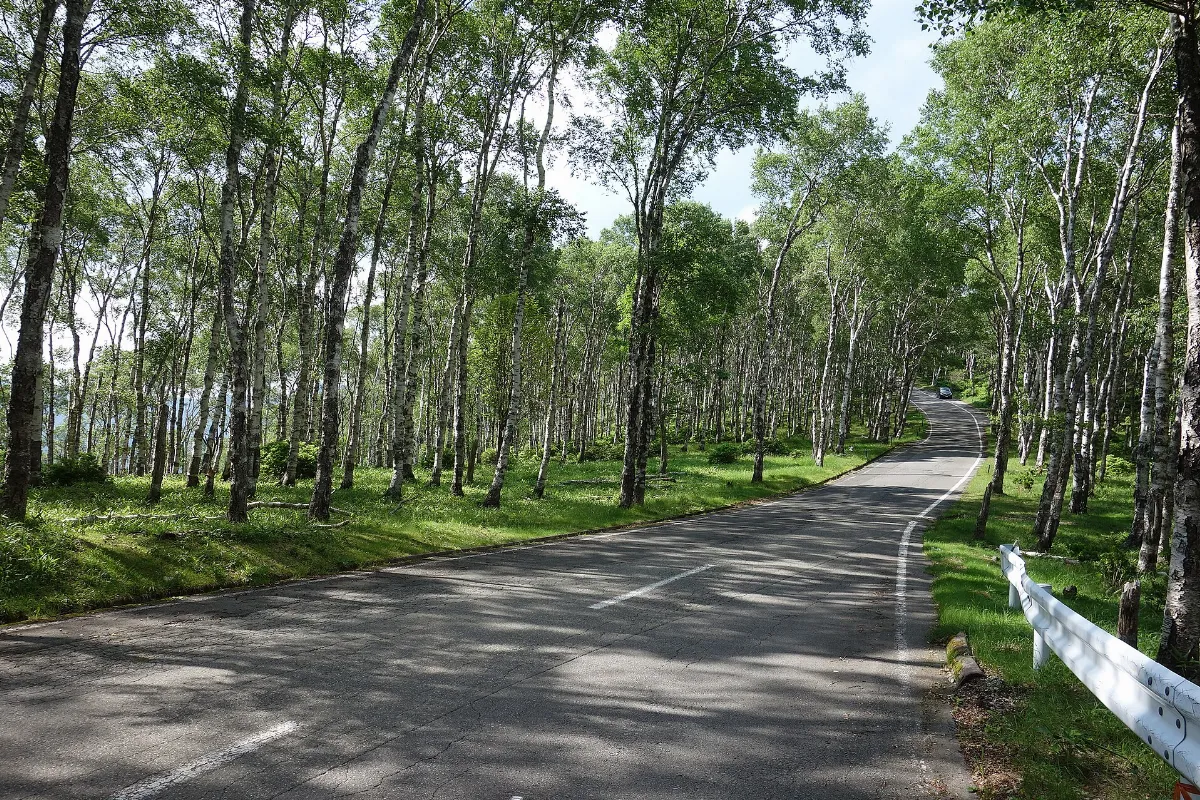 ビーナスライン 白樺樹林 20130709 - panoramio