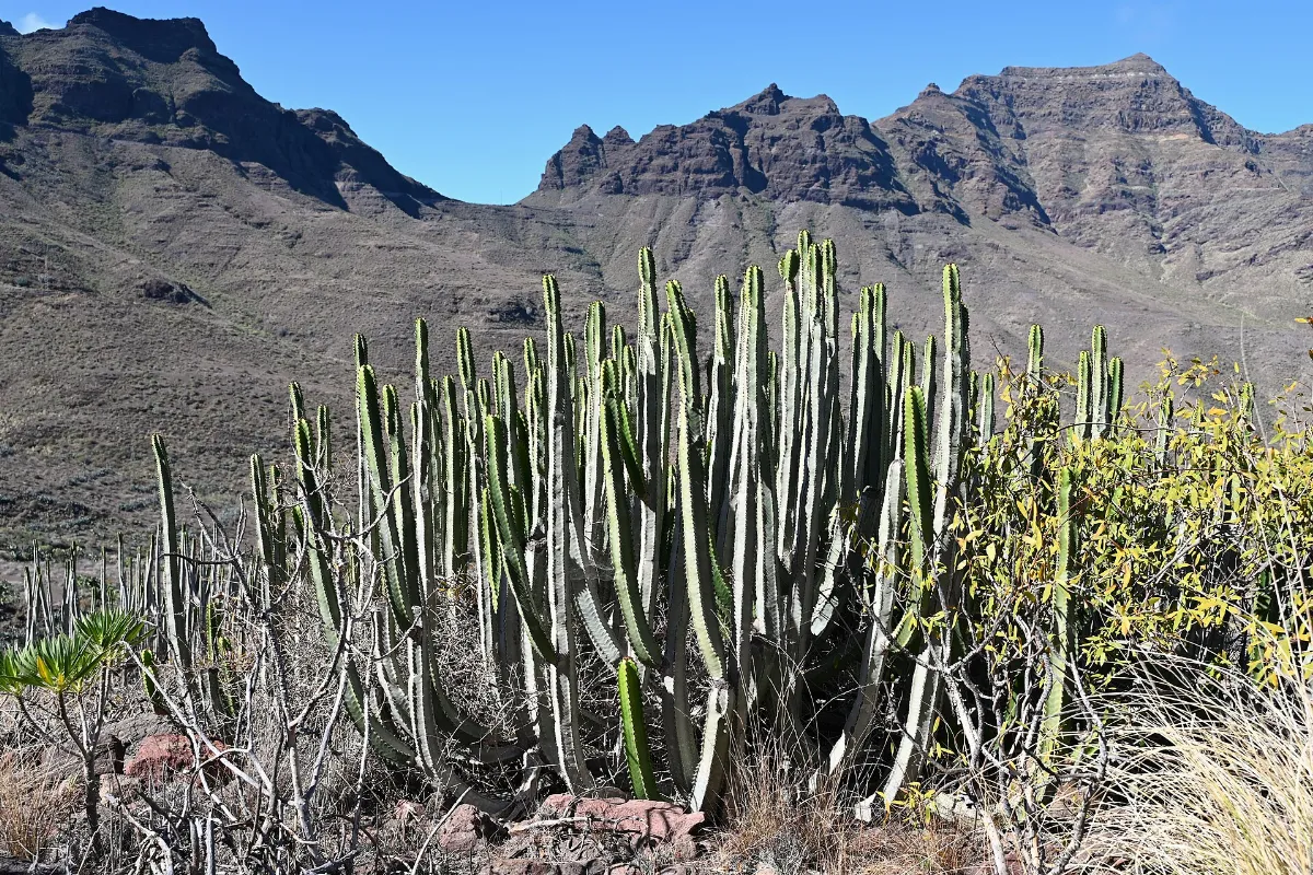 Euphorbia canariensis kz14