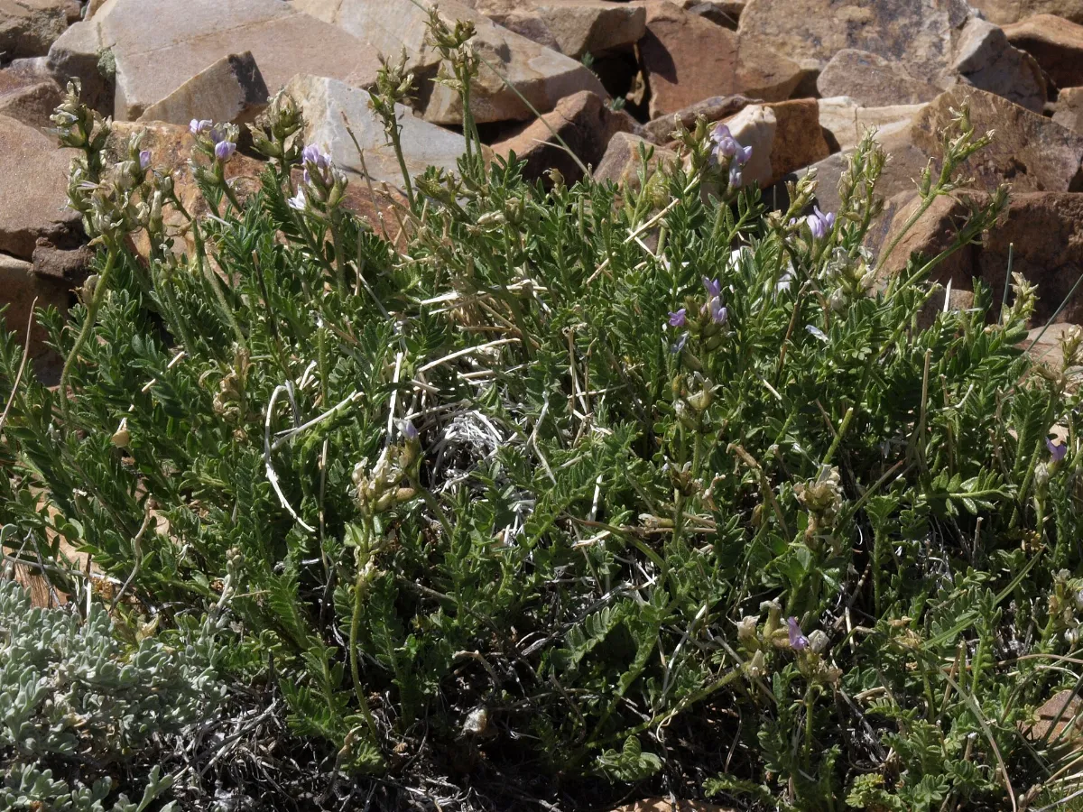 Sticky oxytrope, Oxytropis borealis var. viscida (24277255456)