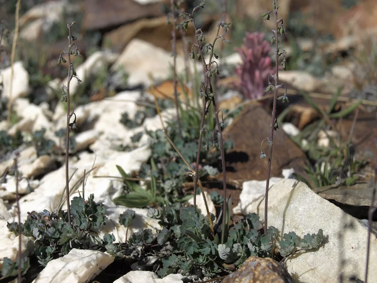Arctic meadow rue, Thalictrum alpinum (27817758718)