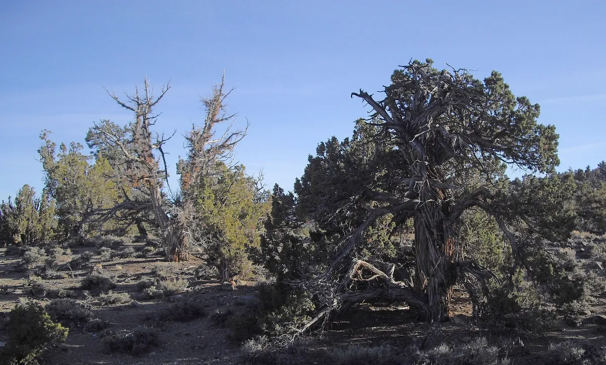 Inyo County, CA, USA - panoramio (17)