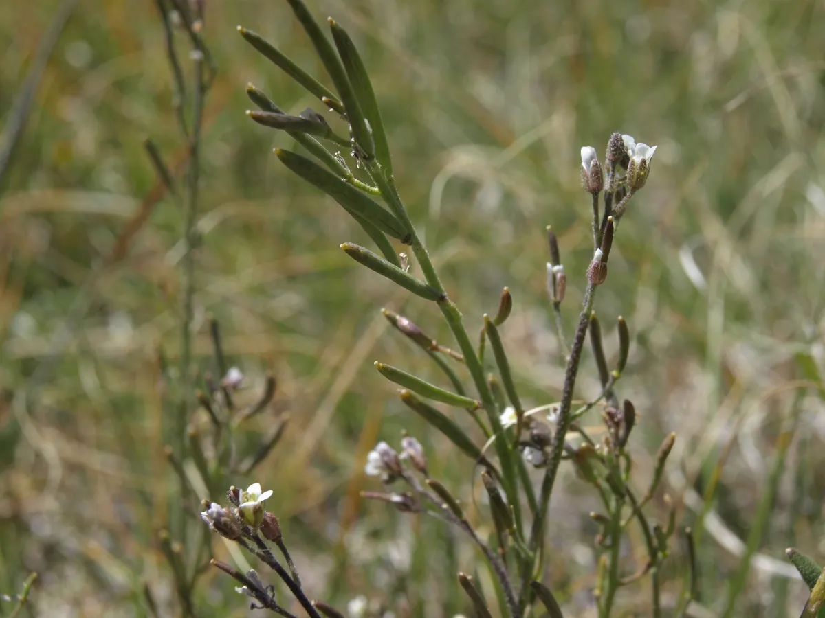 Crucihimalaya virgata 13497009