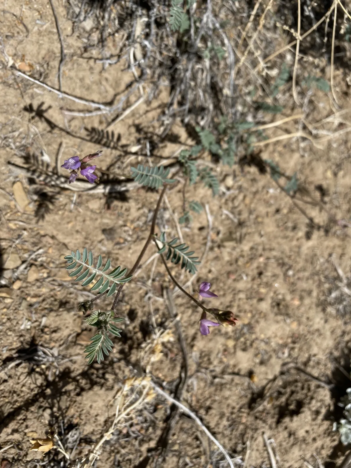 Inyo Milkvetch imported from iNaturalist photo 71868089 on 21 April 2022