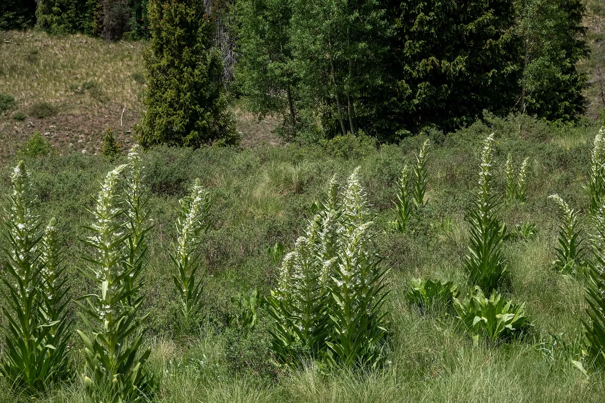 Elkweed Tucker Ponds Wolf Creek Pass CO 2019-07-08 11-42-51 (48256697532)