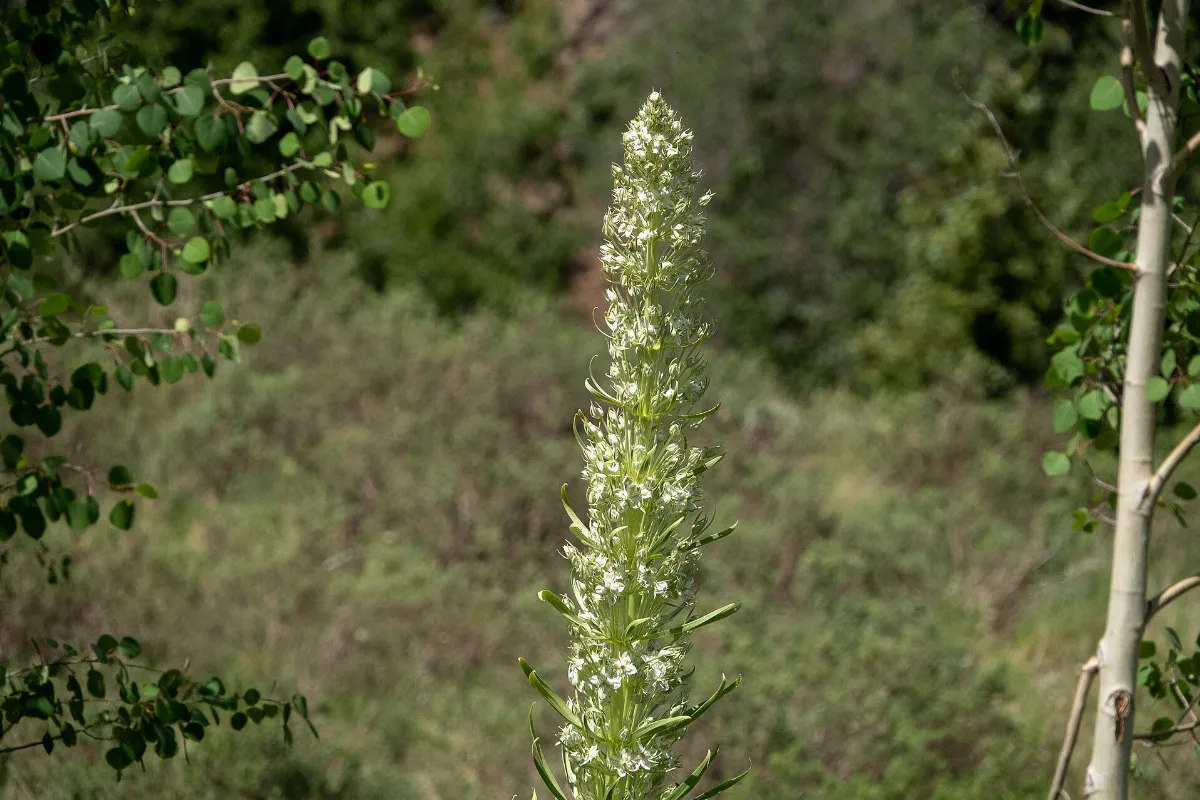 Elkweed Tucker Ponds Wolf Creek Pass CO 2019-07-08 10-13-34 (48256627446)